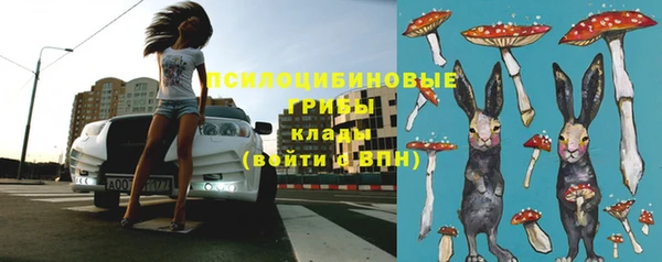 прущие грибы Абинск